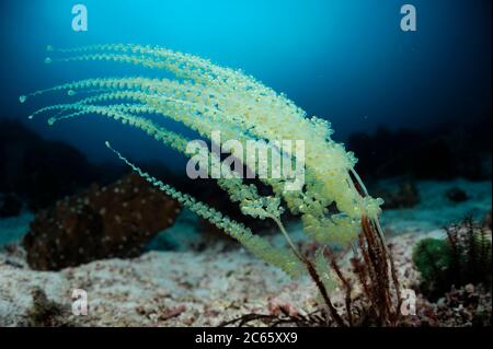 Koloniale Ascidians (Perophora namei). Raja Ampat, West Papua, Indonesien, Pazifischer Ozean [Größe eines einzelnen Organismus: 13 cm] Stockfoto