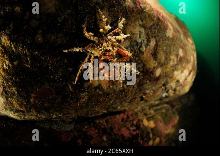 Tarnierte große Spinnenkrabbe (Hyas araneus) mit Hydroiden verziert, Atlantischer Ozean, Strømsholmen, Nordwest Norwegen Stockfoto