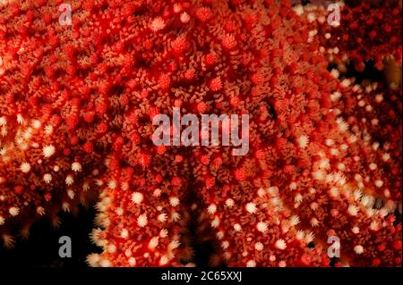 Nahaufnahme von gemeiner / roter sonnenstern (Crossaster papposus), Atlantik, Strømsholmen, Nordwestnorwegen Stockfoto