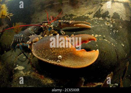Hummer, europäischer Hummerzauch, Maine-Hummer (Homarus gammarus) (dt. Hummer, Europäischer Hummer) Crustacea Stockfoto