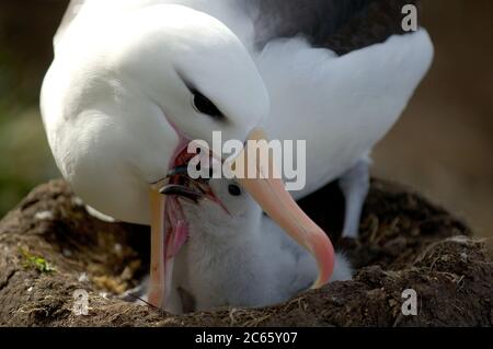 Schwarzbrauner Albatros (Diomedea melanophris) Stockfoto