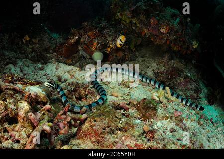 Belcher-Seeschlange (Hydrophis belcheri) Raja Ampat, West Papua, Indonesien, Pazifischer Ozean Stockfoto