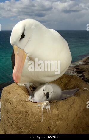 Schwarzbrauner Albatros (Diomedea melanophris) Stockfoto