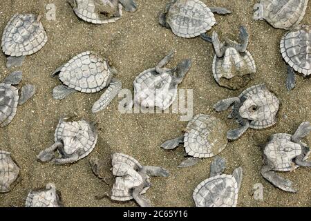 Schwarzgeier (Coragyps atratus) können die Olive ridley Meeresschildkröten-Jungtiere (Lepidochelys olivacea) nicht ganz schlucken, so dass sie sie auseinander reißen und oft den Rest verlassen, während sie zum nächsten gehen. Stockfoto