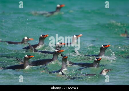 Beim Anflug auf den Strand sind die Gentoo Pinguine (Pygoscelis papua) offenbar nervös. Typischerweise werden diese Pinguine von Seelöwen befallen, manchmal sogar am Strand. Stockfoto