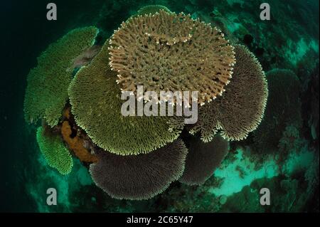 (Acropora sp.) Groth bilden Tabellen und Platten. Raja Ampat, West Papua, Indonesien, Pazifischer Ozean Stockfoto