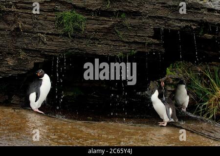 Was ein Seevögelling am meisten genießt, ist ein Süßwasserbad. Diese Steintrichter-Pinguine (Eudytes chrysocome) haben sogar eine riesige Sonnendusche, aber Luxus scheint Streit zu machen: Nirgendwo sonst in der Steintrichter-Kolonie ist so viel aggressives Verhalten zu sehen. Stockfoto