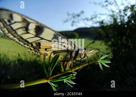 Schwalbenschwanz-Schmetterling (Papilio machaon) Stockfoto