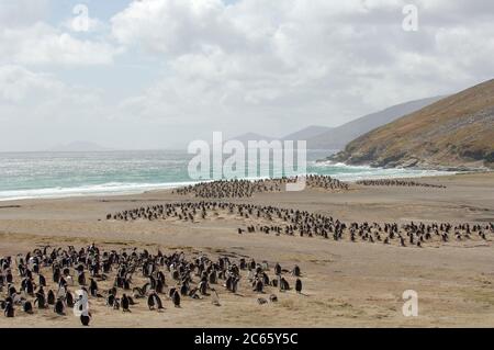In ihrem Bereich in der Antarktis und Subantarktis brütet der Gentoo Penguin (Pygoscelis papua) zwischen August und März in kleinen Kolonien. Stockfoto