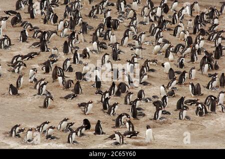 In ihrem Bereich in der Antarktis und Subantarktis brütet der Gentoo Penguin (Pygoscelis papua) zwischen August und März in kleinen Kolonien. Stockfoto