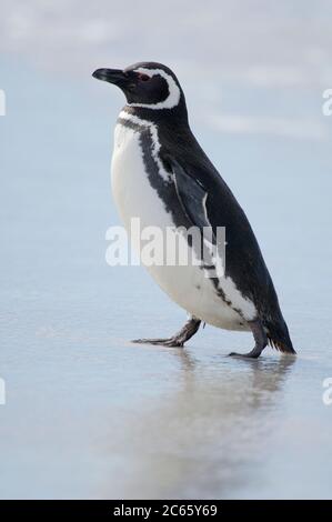 Mit einer Körpergröße von ca. 73 cm der Magellanic Pinguin (Spheniscus magellanicus) gehört zu den mittelgroßen Pinguinarten. Die beiden schwarzen Brustbänder sind charakteristisch und helfen, sie vom sehr ähnlichen Humboldt-Pinguin zu unterscheiden, der nur eine solche Bande hat. Stockfoto