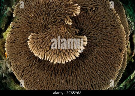 (Acropora sp.) Groth bilden Tabellen und Platten. Raja Ampat, West Papua, Indonesien, Pazifischer Ozean Stockfoto