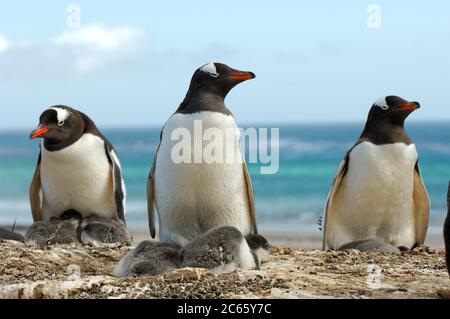 Die kleineren Pinguinarten wie der Gentoo Penguin (Pygoscelis papua) können zwei Küken züchten. Nach der Fütterung mit nachgeschütteltem Krill haben die Küken, wie diese ca. zwei Wochen alten, manchmal rote Flecken auf ihren Federn. Stockfoto