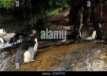 Was ein Seevögelling am meisten genießt, ist ein Süßwasserbad. Diese Steintrichter-Pinguine (Eudytes chrysocome) haben sogar eine riesige Sonnendusche, aber Luxus scheint Streit zu machen: Nirgendwo sonst in der Steintrichter-Kolonie ist so viel aggressives Verhalten zu sehen. Stockfoto