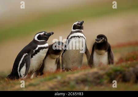 Kleinere Küken des Magellanic Pinguins (Spheniscus magellanicus) werden häufig gefüttert, aber diese mehr als zwei Wochen alten Küken müssen zwei bis drei Tage auf ihre nächste Mahlzeit warten. Die Eltern treffen sich während des "Wachwechsels" nur für kurze Zeit. Stockfoto