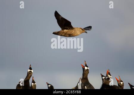 Die erwachsenen Gentoo Pinguine (Pygoscelis papua) innerhalb der Neuersiedlung zeigen ihre Schnäbel, um die Annäherung eines braunen Skua (Catharacta antarctica) abzuwehren. Stockfoto