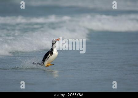 Der Gentoo Penguin (Pygoscelis papua) muss so schnell wie möglich von der horizontalen Schwimmposition in die aufrecht stehende Gehposition wechseln. Dies ist ein gefährlicher Moment, als Seelöwen in der Surflinie lauern. [Größe des einzelnen Organismus: 75 cm] Stockfoto