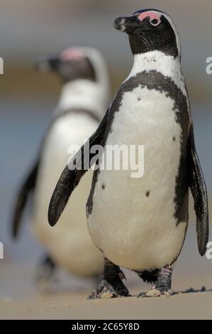 Der Afrikanische Pinguin (Spheniscus demersus), auch bekannt als der Schwarzfußpinguin (und früher als der Jackass Penguin), ist an der Südwestküste Afrikas zu finden. Boulders Beach ist eine Touristenattraktion, für den Strand, Schwimmen und die Pinguine. Die Pinguine werden es den Menschen ermöglichen, sich ihnen so nah wie einen Meter (drei Fuß) zu nähern. Stockfoto