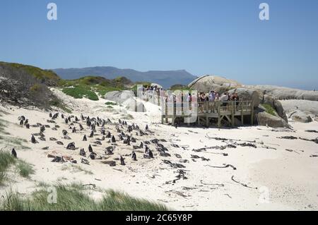 Der Afrikanische Pinguin (Spheniscus demersus), auch bekannt als der Schwarzfußpinguin (und früher als der Jackass Penguin), ist an der Südwestküste Afrikas zu finden. Boulders Beach ist eine Touristenattraktion, für den Strand, Schwimmen und die Pinguine. Die Pinguine werden es den Menschen ermöglichen, sich ihnen so nah wie einen Meter (drei Fuß) zu nähern. Stockfoto