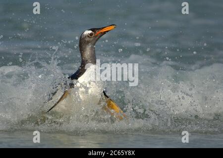 Der Gentoo Penguin (Pygoscelis papua) muss so schnell wie möglich von der horizontalen Schwimmposition in die aufrecht stehende Gehposition wechseln. Dies ist ein gefährlicher Moment, als Seelöwen in der Surflinie lauern. Stockfoto