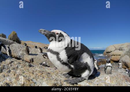 Der Afrikanische Pinguin (Spheniscus demersus), auch bekannt als der Schwarzfußpinguin (und früher als der Jackass Penguin), ist an der Südwestküste Afrikas zu finden. Boulders Beach ist eine Touristenattraktion, für den Strand, Schwimmen und die Pinguine. Die Pinguine werden es den Menschen ermöglichen, sich ihnen so nah wie einen Meter (drei Fuß) zu nähern. Stockfoto