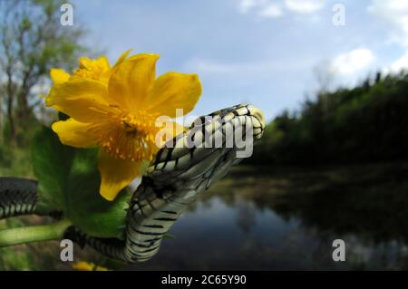 Die Grassschlange, manchmal auch die Ringelschlange oder Wasserschlange (Natrix natrix) genannt, ist eine europäische nicht giftige Schlange. Stockfoto