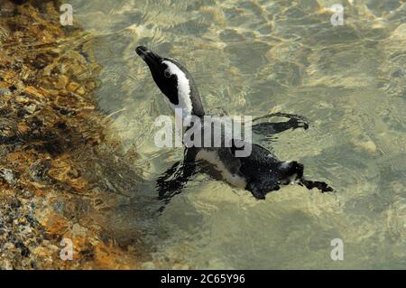 Der Afrikanische Pinguin (Spheniscus demersus), auch bekannt als der Schwarzfußpinguin (und früher als der Jackass Penguin), ist an der Südwestküste Afrikas zu finden. Boulders Beach ist eine Touristenattraktion, für den Strand, Schwimmen und die Pinguine. Die Pinguine werden es den Menschen ermöglichen, sich ihnen so nah wie einen Meter (drei Fuß) zu nähern. Stockfoto