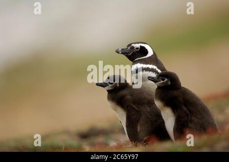 Kleinere Küken des Magellanic Pinguins (Spheniscus magellanicus) werden häufig gefüttert, aber diese mehr als zwei Wochen alten Küken müssen zwei bis drei Tage auf ihre nächste Mahlzeit warten - da der Erwachsene auf den "Wachwechsel" warten muss. Stockfoto