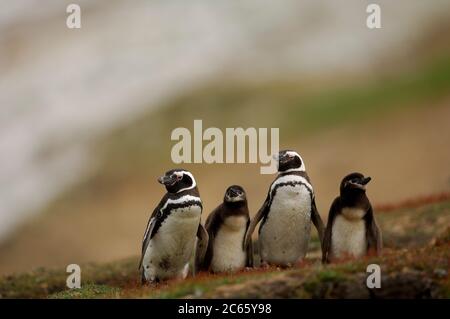 Kleinere Küken des Magellanic Pinguins (Spheniscus magellanicus) werden häufig gefüttert, aber diese mehr als zwei Wochen alten Küken müssen zwei bis drei Tage auf ihre nächste Mahlzeit warten. Die Eltern treffen sich während des "Wachwechsels" nur für kurze Zeit. Stockfoto