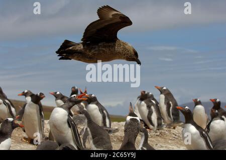 Die erwachsenen Gentoo Pinguine (Pygoscelis papua) innerhalb der Neuersiedlung zeigen ihre Schnäbel, um die Annäherung eines braunen Skua (Catharacta antarctica) abzuwehren. Stockfoto