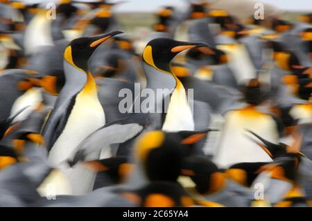 Der Königspinguin (Aptenodytes patagonicus) ist in den Brutkolonien sehr gesellig. Stockfoto