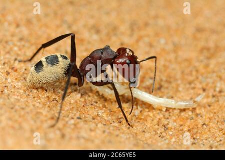 Namib Wüste Dünenamantennester (Camponotus Detritus) sind einfache Strukturen, die zwischen den Wurzeln der mehrjährigen Vegetation in den Sanddünen der Namib Wüste ausgegraben wurden. Stockfoto