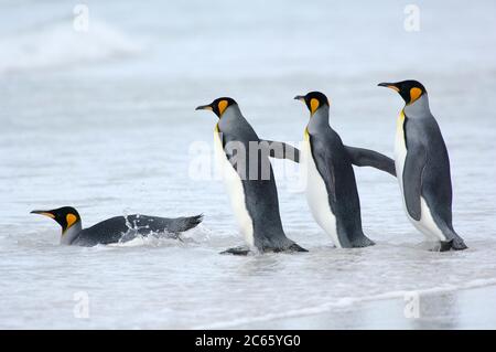 Nach dem Betreten der Surfzone wechselt der Königspinguin (Aptenodytes patagonicus) von einem ungeschickten Waddeln zu einem eleganten Unterwasserflug. Stockfoto