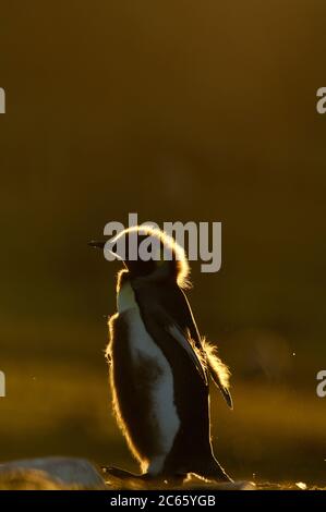 Wie im Märchen vom hässlichen Entlein beginnt das Leben des majestätischen Königspinguins (Aptenodytes patagonicus) in einem eher schäbigen Federmantel, doch schon mit der ersten Mauser beginnt sich die Schönheit zu zeigen. Stockfoto