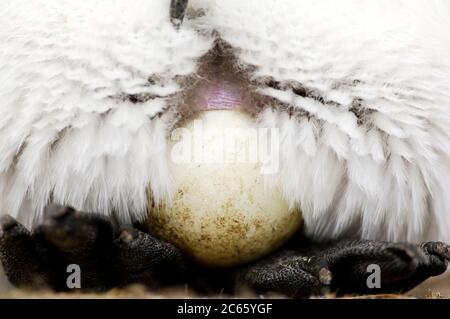 Balancieren des einzelnen Eies auf den Füßen der Königspinguin (Aptenodytes patagonicus) brütet 53 bis 55 Tage. Das geschlüpfte Küken bleibt für eine weitere ungewöhnliche Lung von 10 bis 13 Monaten bei den Eltern. Stockfoto
