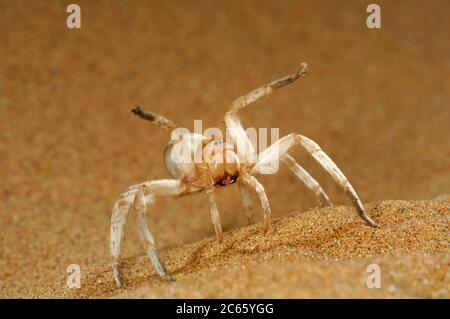 Tanzende weiße Lady Spider (Leuorchestris arenicola) in defensiver Bedrohung Anzeige Namib Dunes. Namib Desert Sanddüne Stockfoto