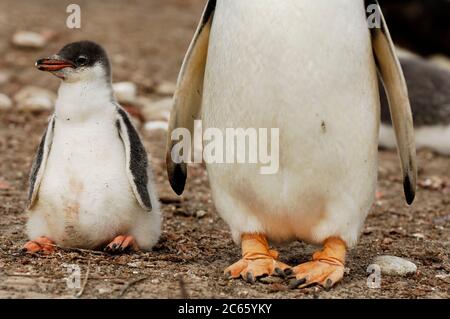 Nach der Fütterung ist das ca. zwei Wochen alte Gentoo Penguin (Pygoscelis papua) Küken etwas ungeschickt in seinen Bewegungen. Stockfoto