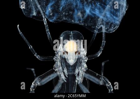 Kinderwagen-Amphibienhamphipod (Phronima sp.) mit Jungen in einem Salphaus. Phronima, der Kinderwagenamphipod, ist ein kleiner, durchscheinender Hochsee-Hyperiidamphipod der Familie Phronimidae. Stockfoto