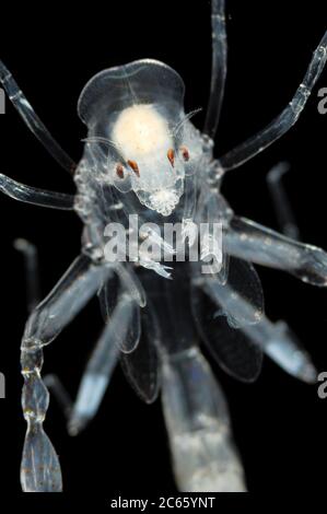Phronima, der Kinderwagenamphipod, ist ein kleiner, durchscheinender Hochsee-Hyperiidamphipod der Familie Phronimidae. Es ähnelt einer Garnele mit Kopf, Augen, Kiefer und Krallenarmen. Stockfoto