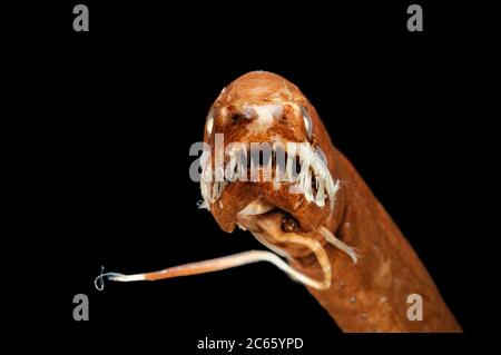 Der schuppenlose schwarze drachenfisch (Melanostomias melanops) ist ein schlanker, bis zu 30 cm langer Tiefseefisch. Es verfügt über einen fleischigen Biolumineszenz-Prozess am Kinn, verwendet, um Beute in Reichweite des stark gezähnten Mundes zu locken. Die Organe der Lichtaussender sind neben dem unteren Teil des Körpers und unter dem Auge angeordnet. Sie findet sich im Atlantik und im Indo-Pazifik. Konservierte Probe. Das Bild entstand in Kooperation mit dem Zoologischen Museum Universität Hamburg. Stockfoto