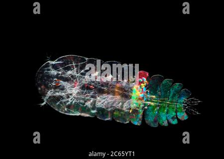 [Digital Focus Stacking] Marine Planktonikab (Sapphirina sp.) Sapphirina, auch Meersapphire genannt, ist ein Copepod, das mit seinem Exoskelett Licht streut [Größe eines einzigen Organismus: 1 mm] Stockfoto