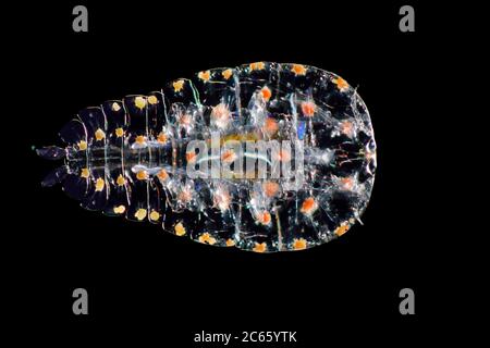 Captive [Digital Focus Stacking] Marine Planktonikcopepod (Sapphirina sp.) Sapphirina, auch Meersaphire genannt, ist ein Copepod, das mit seinem Exoskelett Licht streut. Atlantik, in der Nähe von Kap Verde Stockfoto