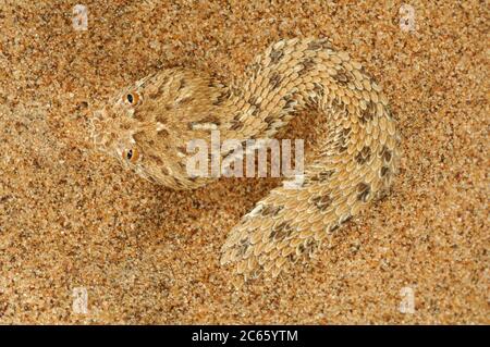 Peringueys Sidewinding Adder (Bitis peringueyi) Stockfoto