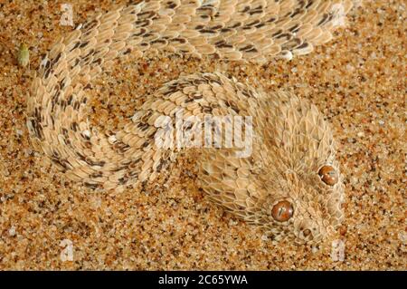 Peringueys Sidewinding Adder (Bitis peringueyi) Stockfoto