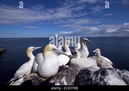 Nördliche Gannette (Sula bassana oder Morus bassanus), Booby, Bass Rock Schottland Stockfoto