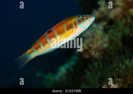 Kunstvolle Lippfische (Thalassoma pavo) Stockfoto