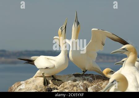 Nördliche Gannette (Sula bassana oder Morus bassanus), Booby, Bass Rock Schottland Stockfoto