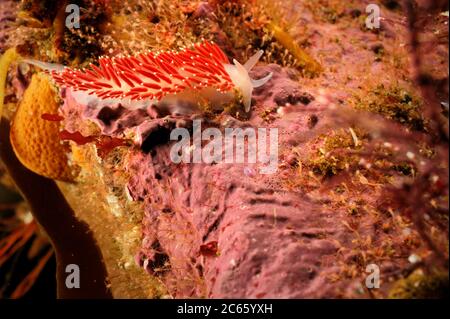 Nudibranch (Flabellina verrucosa) auf Rotalgen, Atlantik, Strømsholmen, Nordwestnorwegen Stockfoto