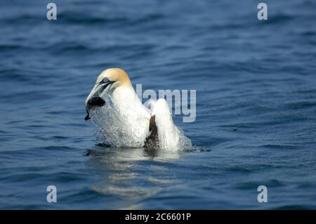 Nördliche Gannette (Sula bassana oder Morus bassanus), Booby, Bass Rock Schottland Stockfoto