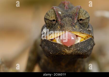 Namaqua Chamaeleon (Chamaeleo namaquensis) Namib Desert Sand Stockfoto